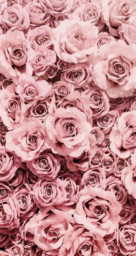 Detail Rose Wallpaper Tumblr Nomer 17