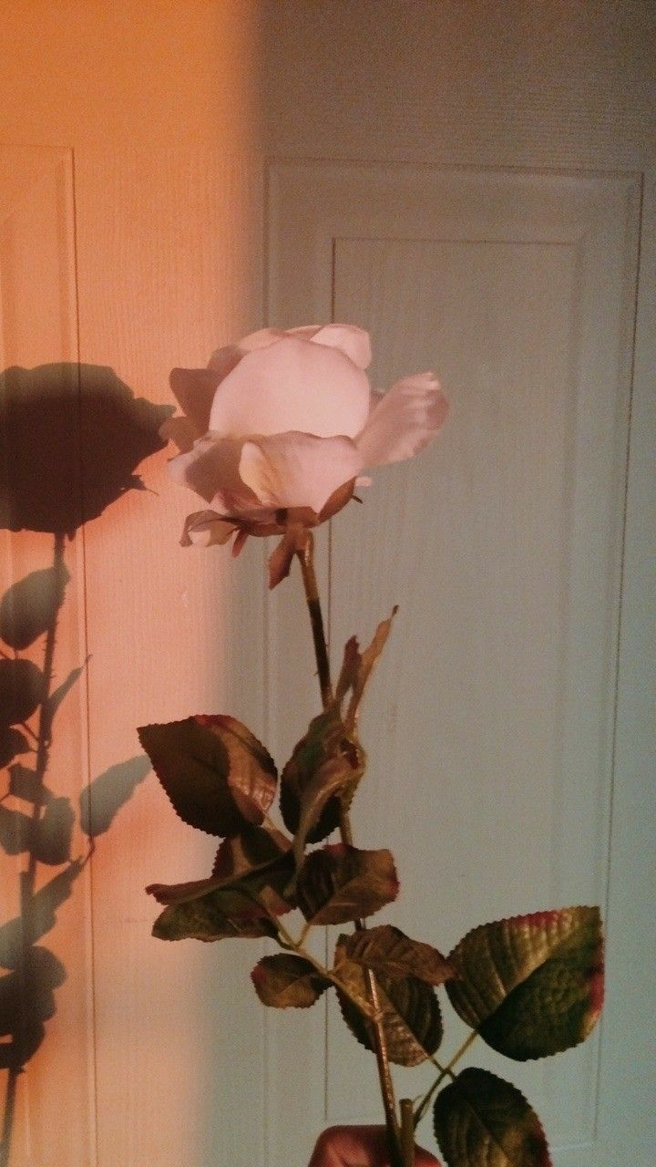 Detail Rose Wallpaper Tumblr Nomer 21