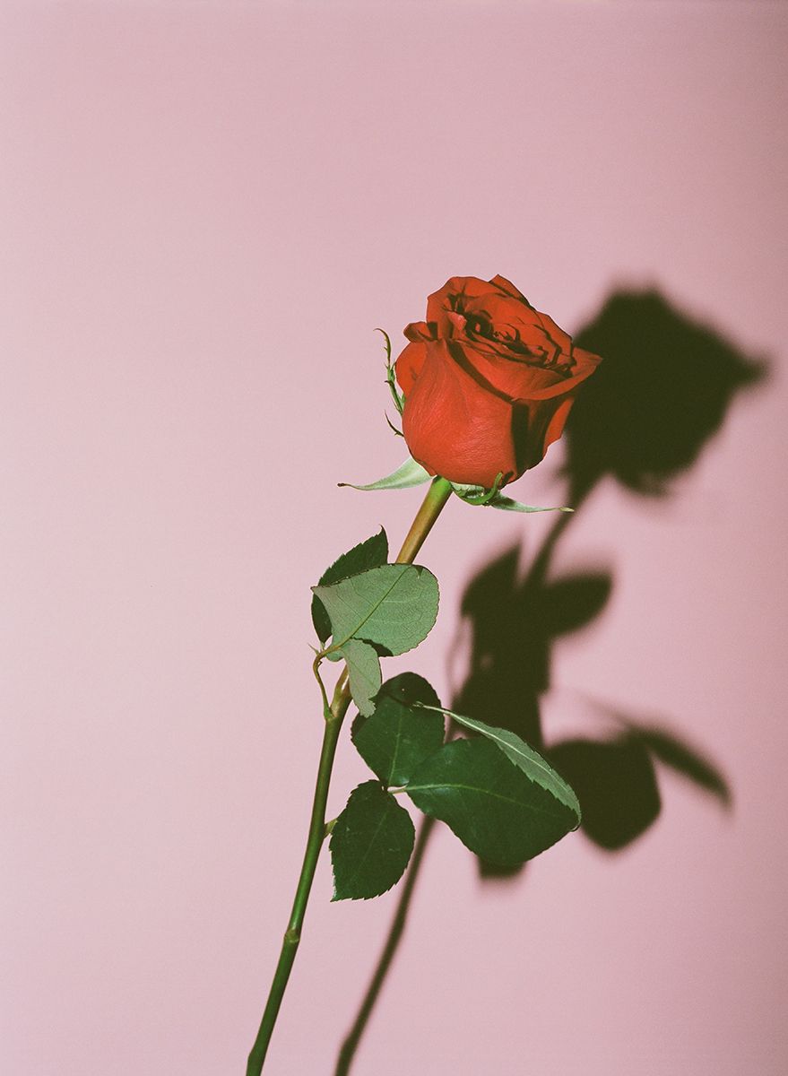 Detail Rose Wallpaper Tumblr Nomer 27