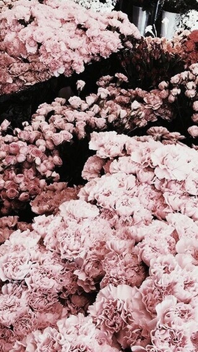 Detail Rose Wallpaper Tumblr Nomer 41