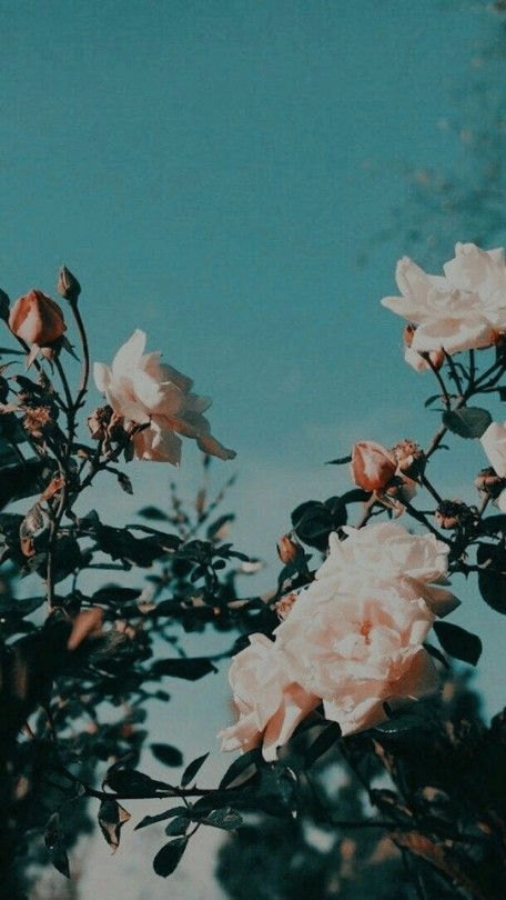 Detail Rose Wallpaper Tumblr Nomer 51