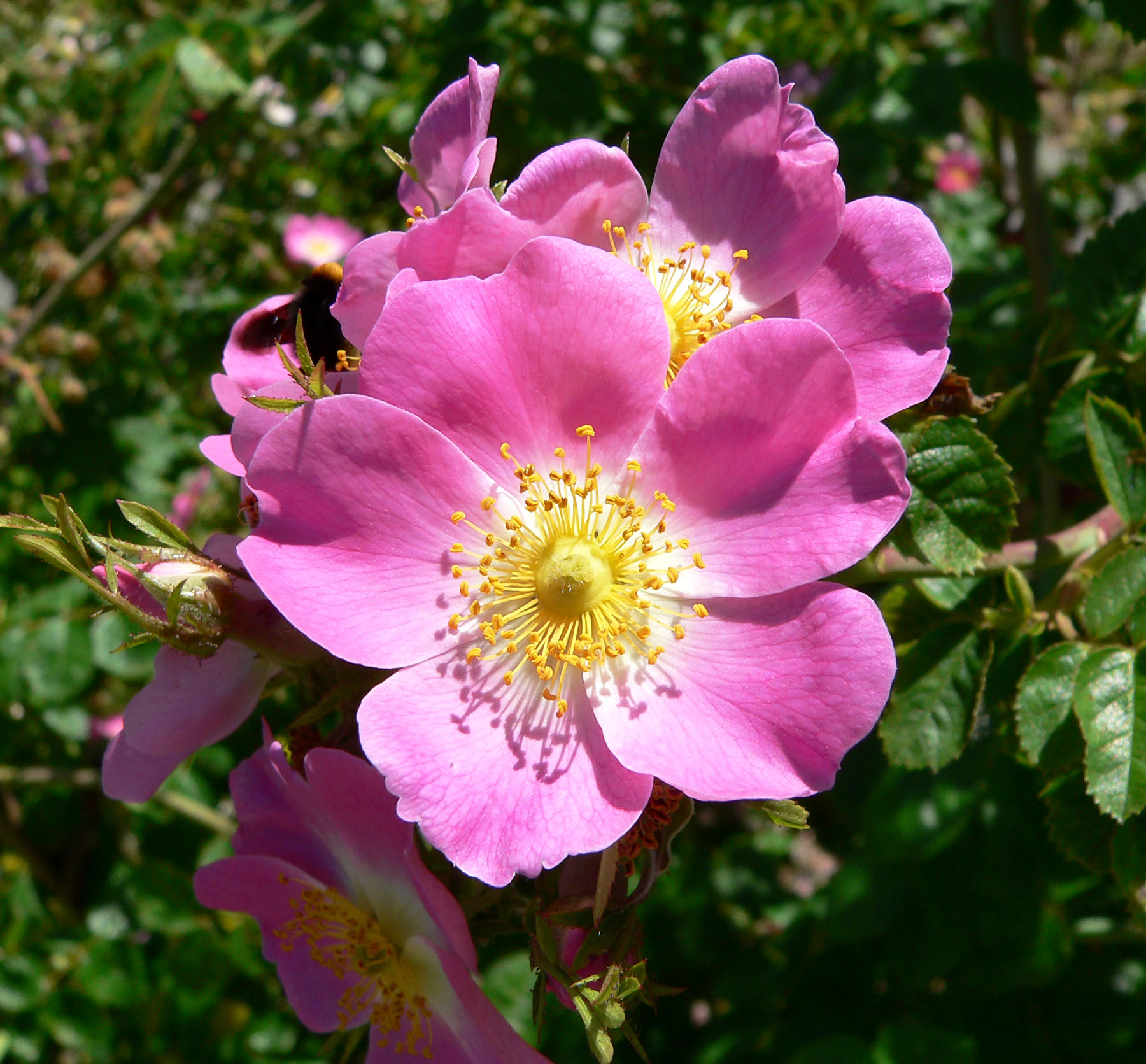 Detail Roses Flower Pics Nomer 33