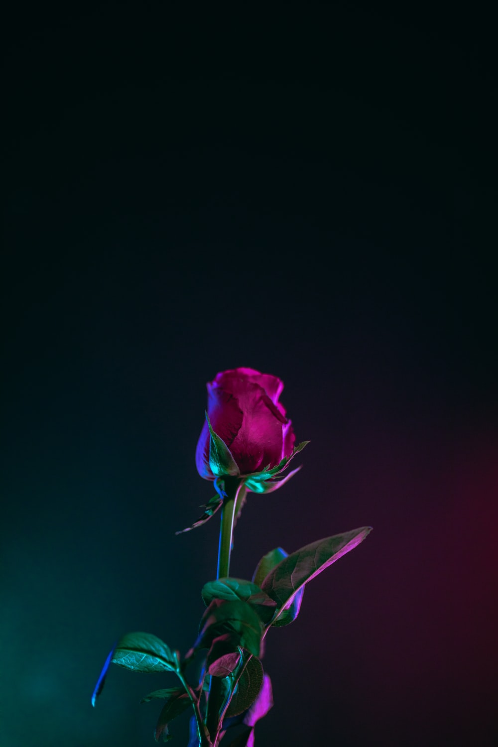 Detail Roses Flower Wallpapers Nomer 22