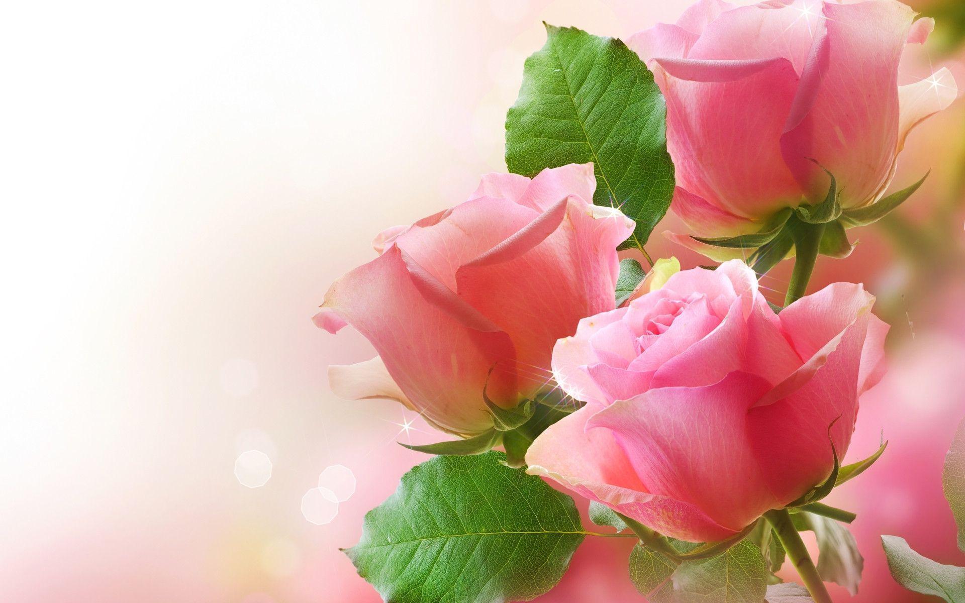 Detail Roses Flower Wallpapers Nomer 32