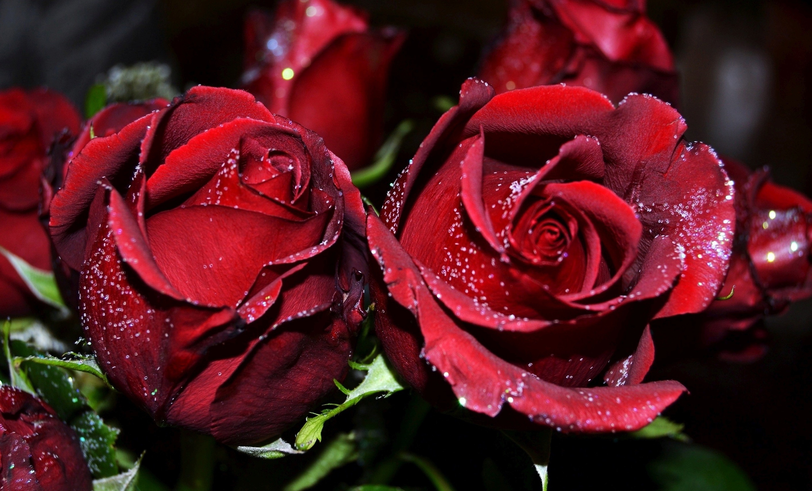 Detail Roses Flower Wallpapers Nomer 33