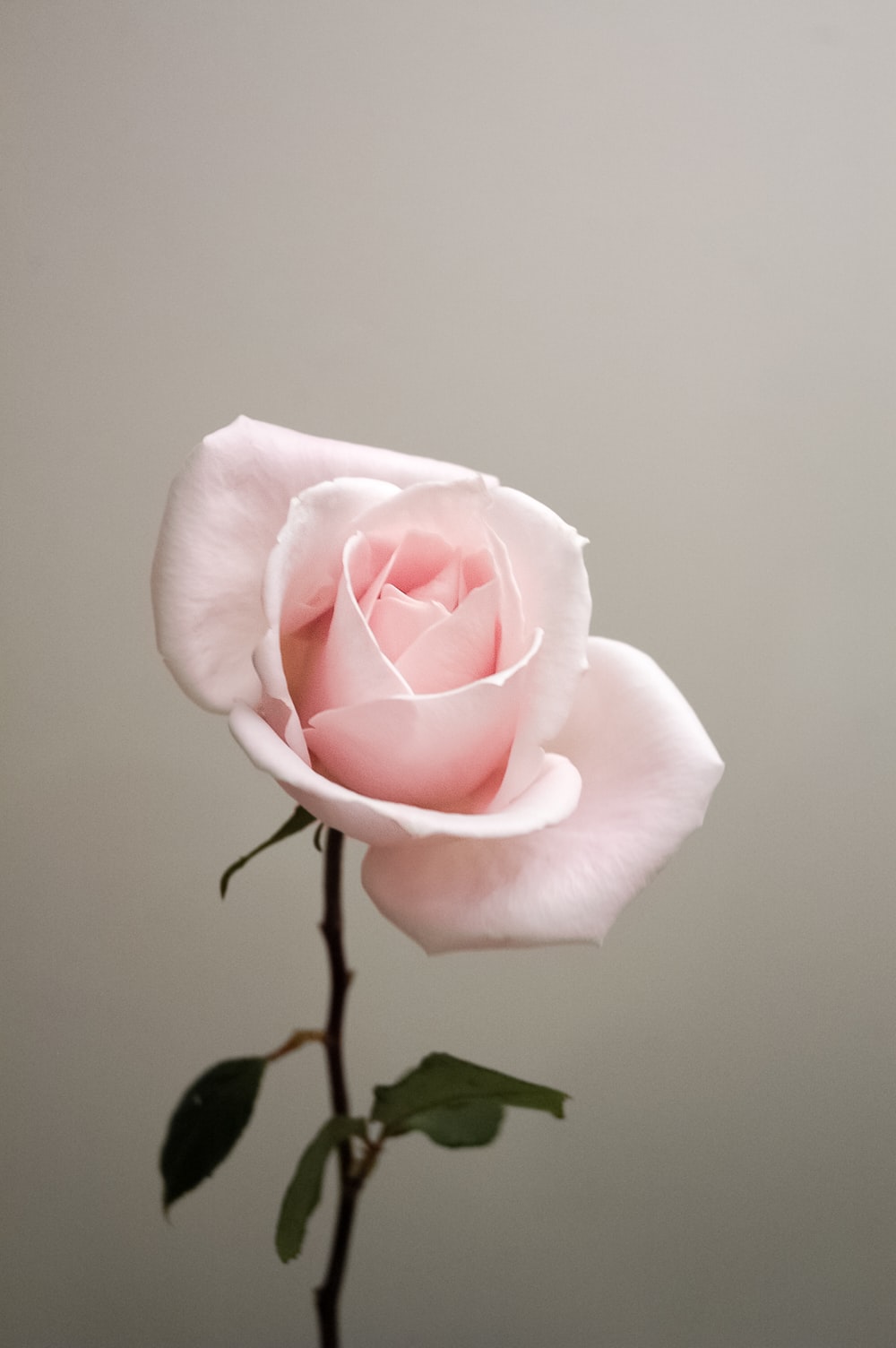 Detail Roses Flower Wallpapers Nomer 39