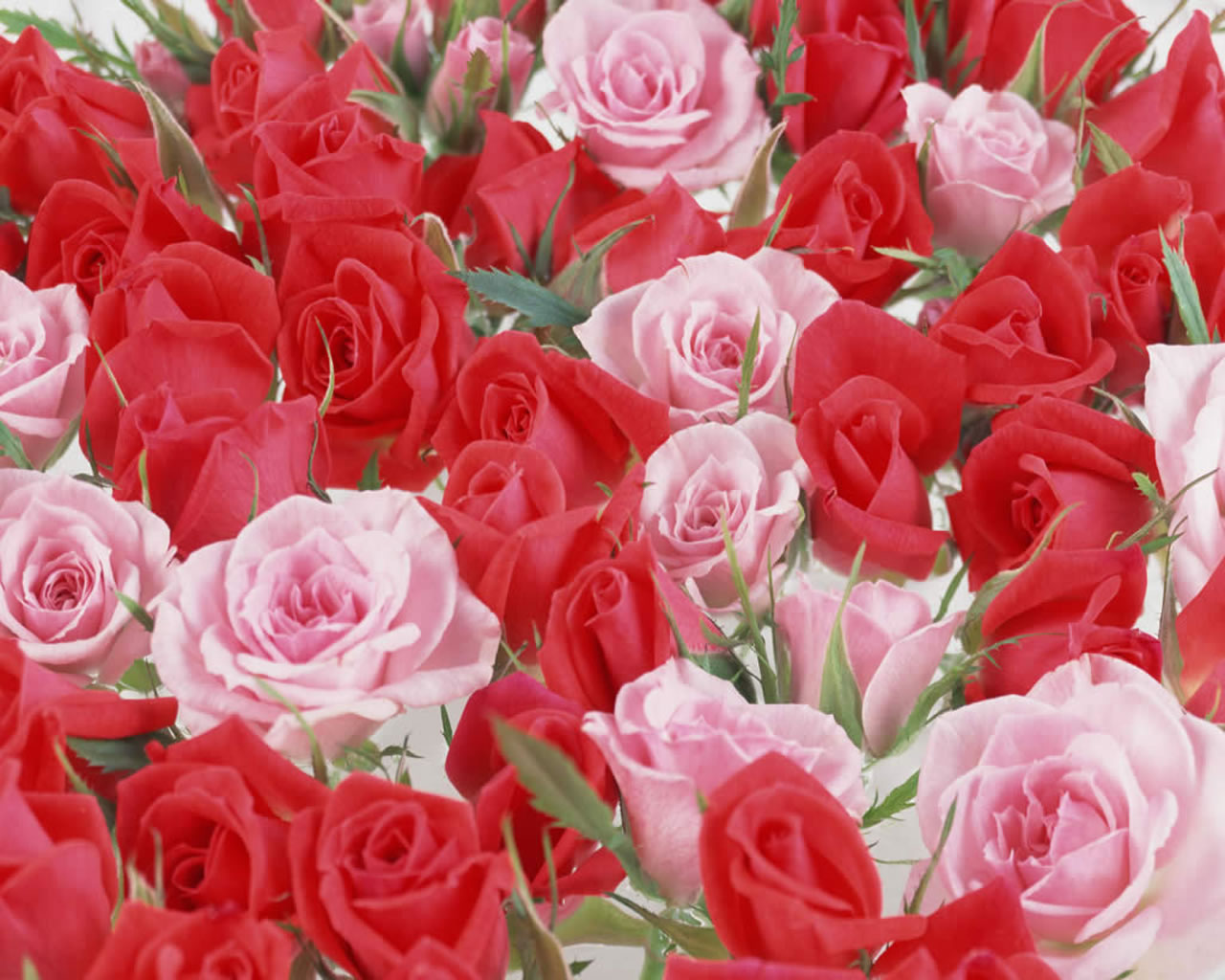 Detail Roses Flower Wallpapers Nomer 42