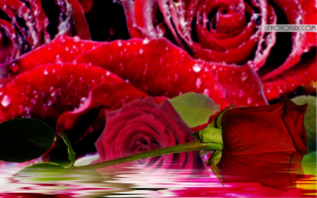 Detail Roses Flower Wallpapers Nomer 48