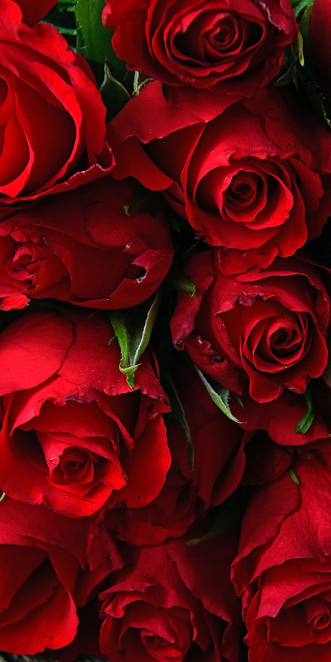 Detail Roses Flower Wallpapers Nomer 9