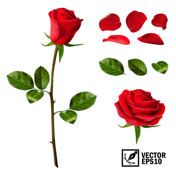 Detail Roses Graphics Free Nomer 20