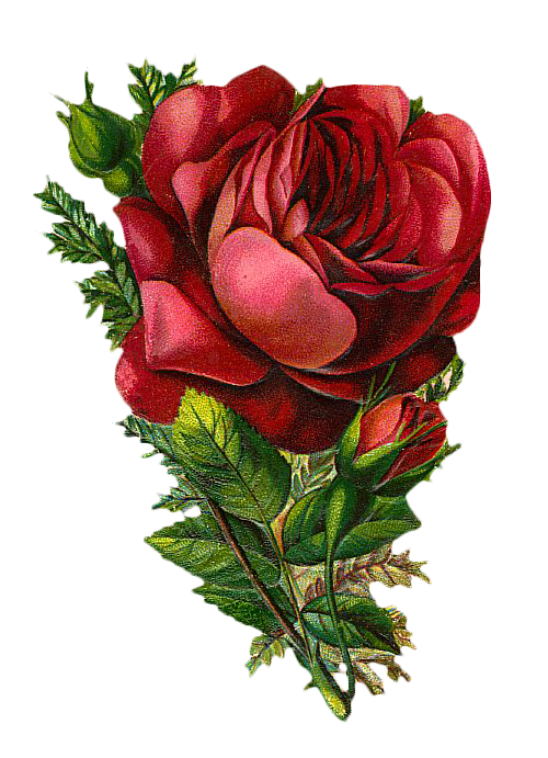 Detail Roses Graphics Free Nomer 23