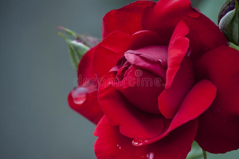 Detail Roses Hd Image Nomer 4