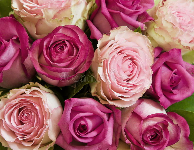 Detail Roses Pictures Download Nomer 31