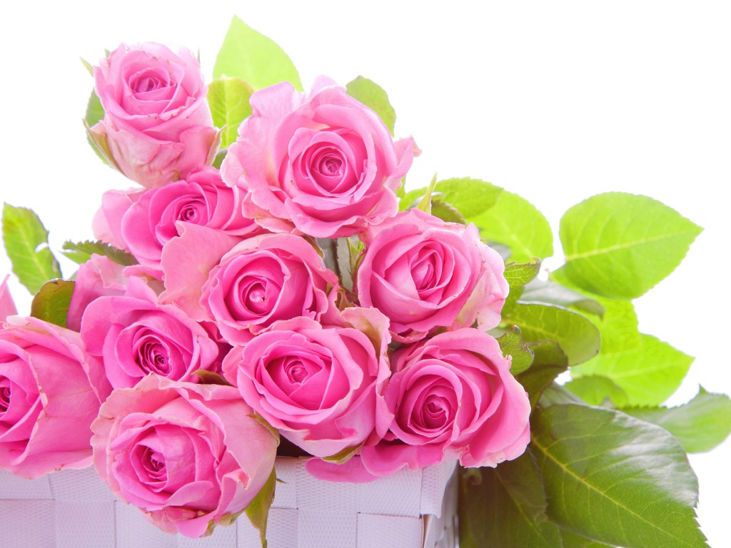 Detail Roses Pictures Download Nomer 44