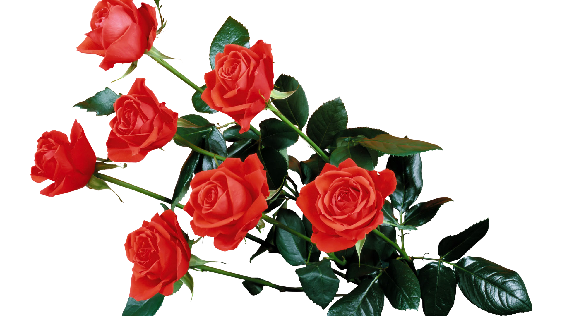 Detail Roses Png Transparent Nomer 27