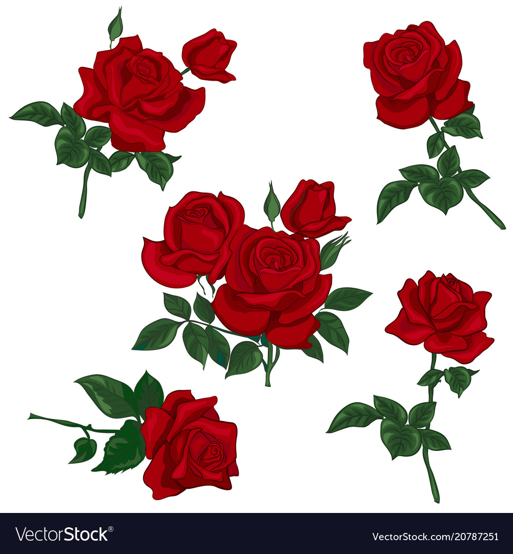 Detail Roses Royalty Free Nomer 45