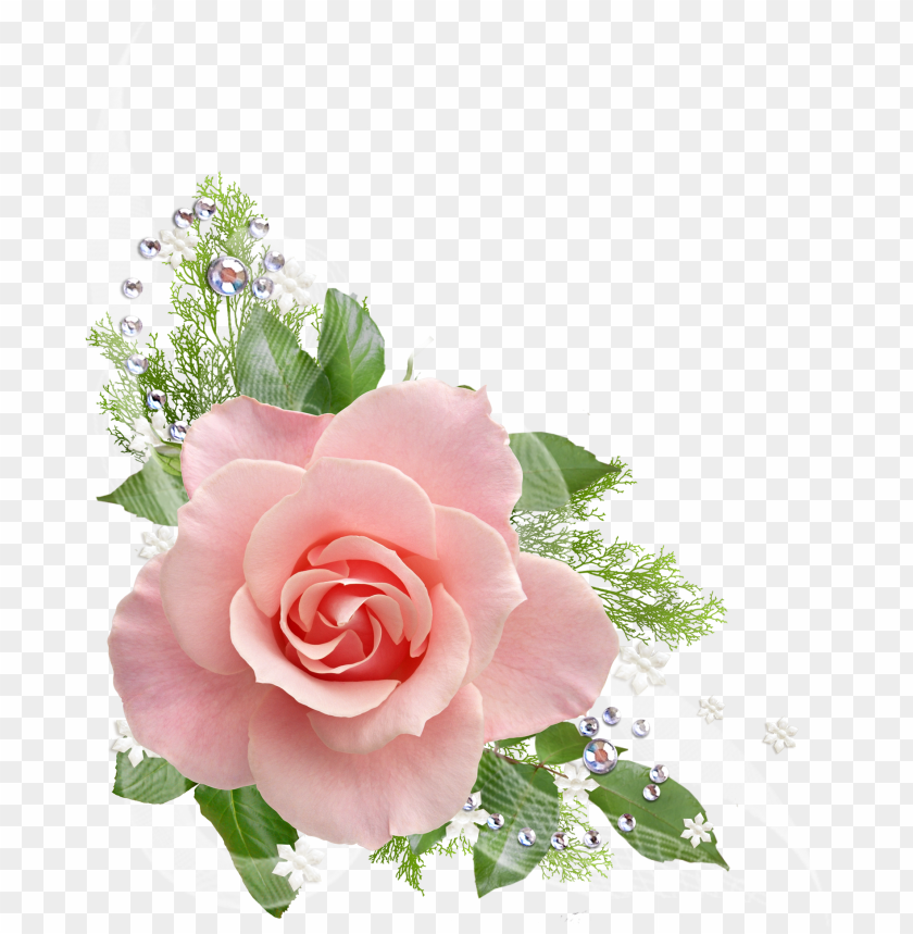 Detail Roses Transparent Background Nomer 26