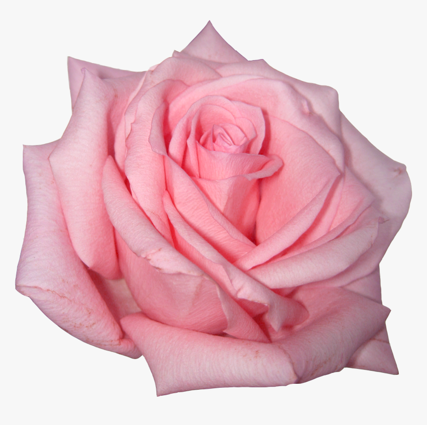 Detail Roses Transparent Background Nomer 36