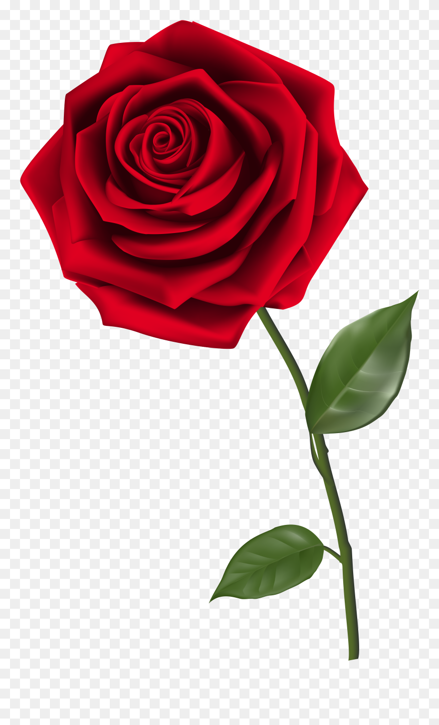 Detail Roses Transparent Png Nomer 4