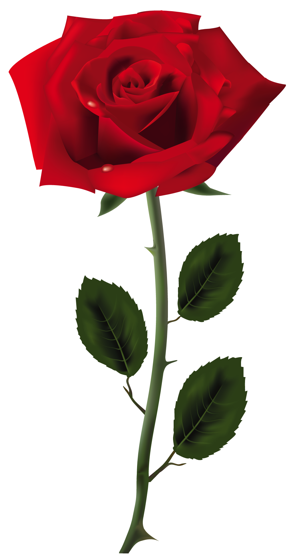 Detail Roses Transparent Png Nomer 8