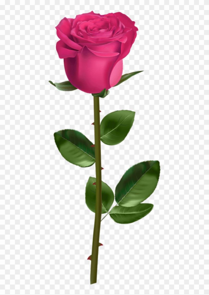 Detail Roses Transparent Png Nomer 15