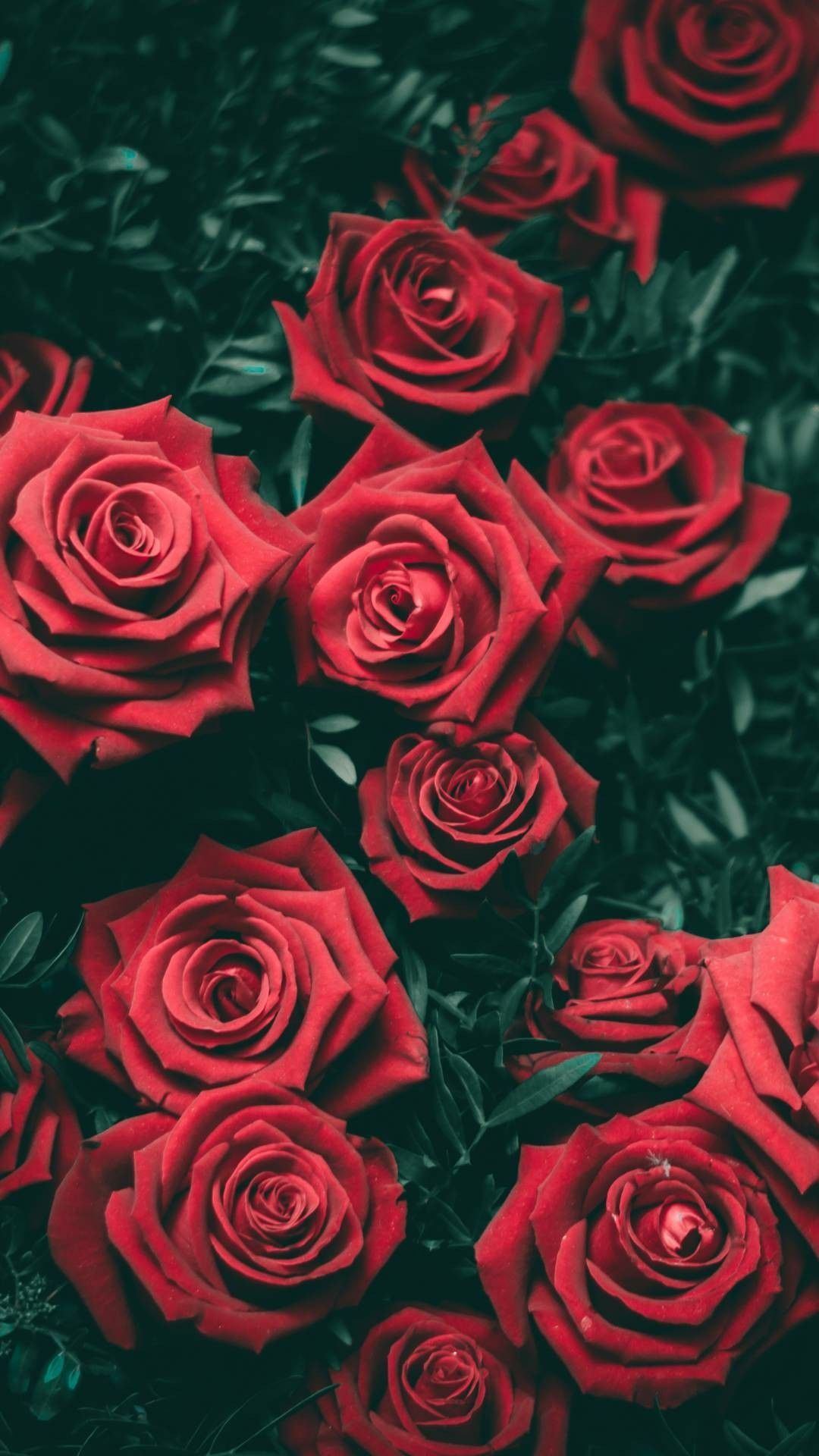 Detail Roses Wallpaper Hd Nomer 8