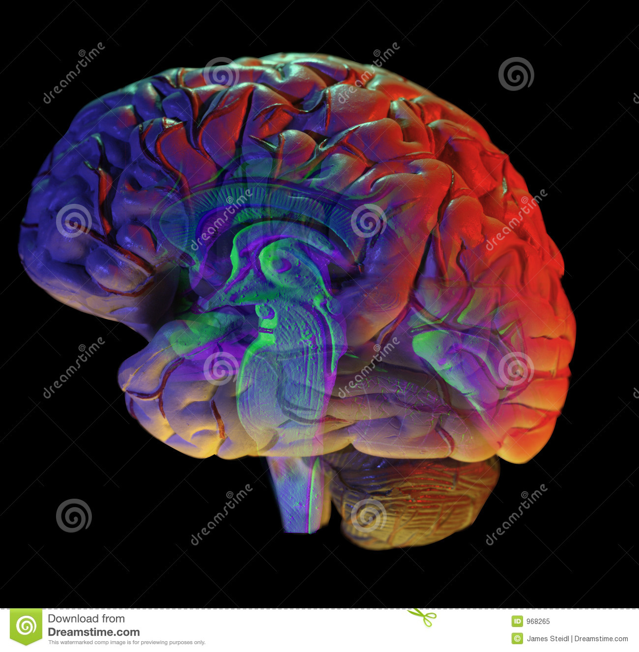 Detail Royalty Free Brain Images Nomer 19