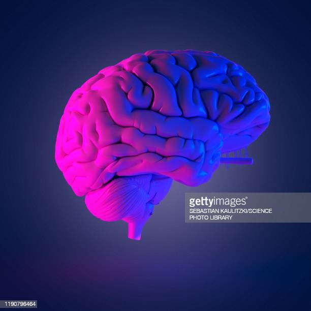 Detail Royalty Free Brain Images Nomer 49