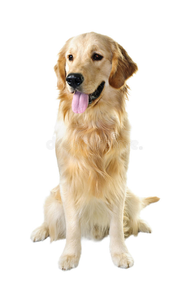 Detail Royalty Free Dog Images Nomer 6