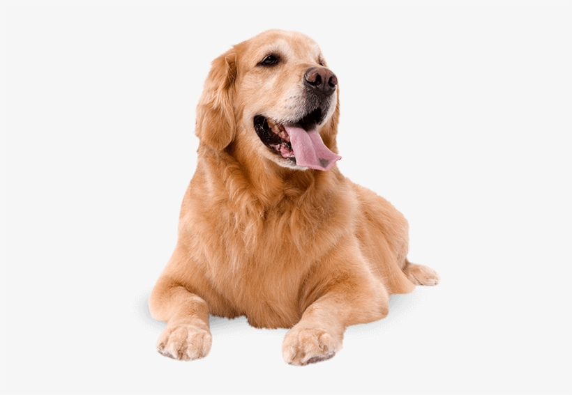 Detail Royalty Free Dog Images Nomer 10