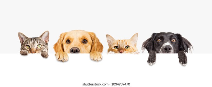 Detail Royalty Free Dog Photos Nomer 17