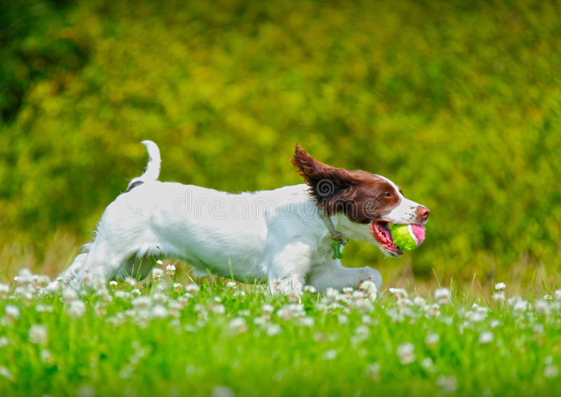 Detail Royalty Free Dog Photos Nomer 39