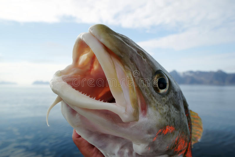 Detail Royalty Free Fish Images Nomer 43