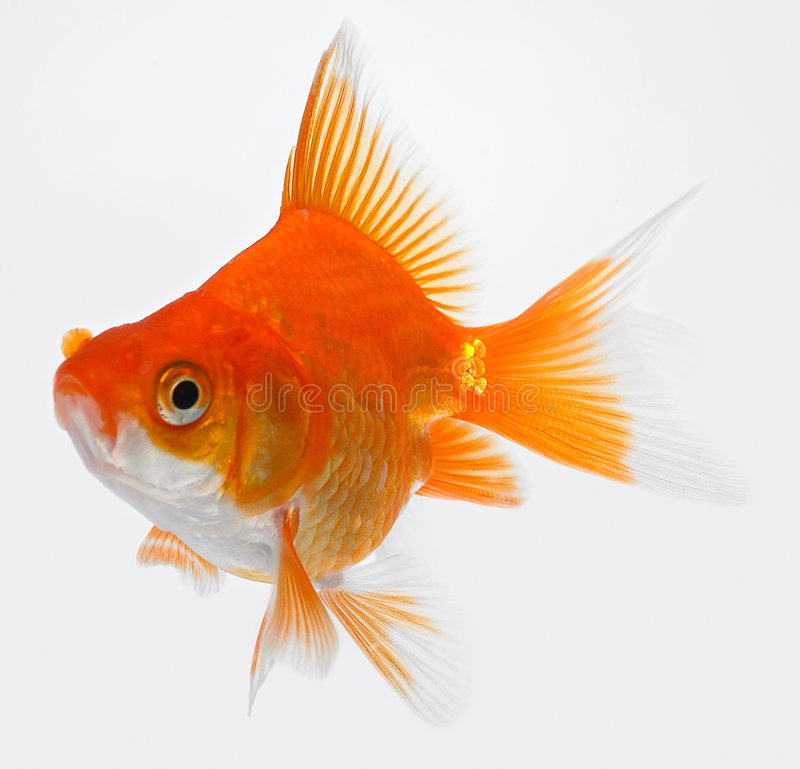 Detail Royalty Free Fish Images Nomer 6