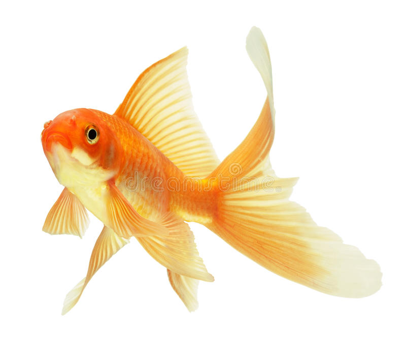 Detail Royalty Free Fish Images Nomer 9