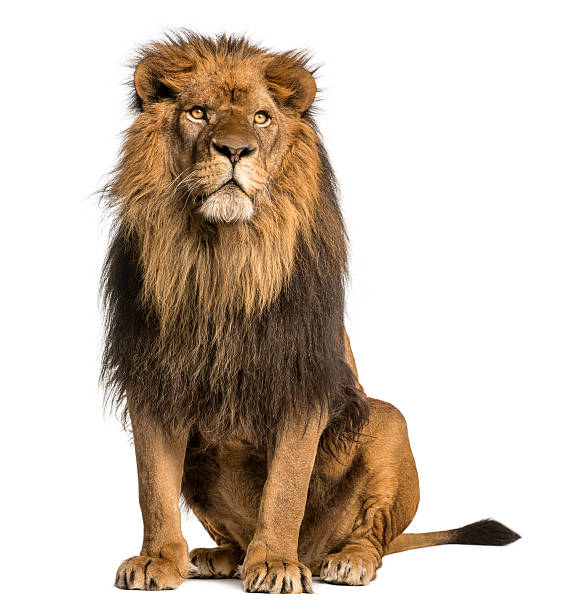 Detail Royalty Free Lion Nomer 3