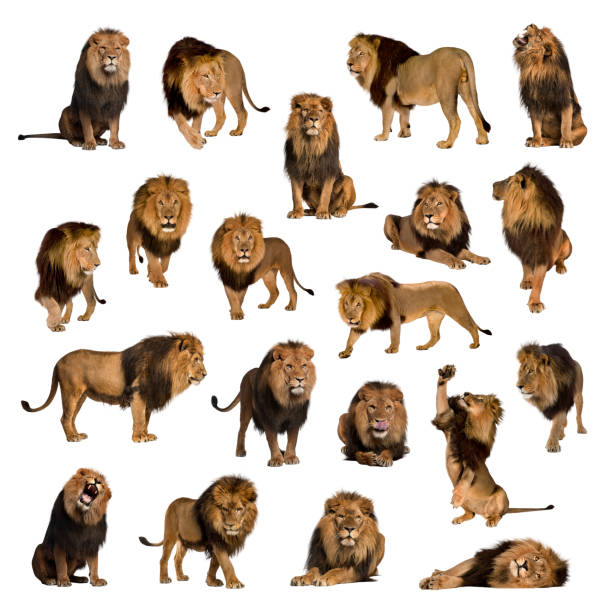Detail Royalty Free Lion Images Nomer 57