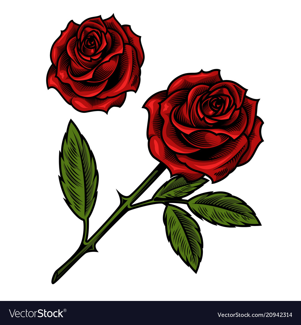 Detail Royalty Free Rose Nomer 18