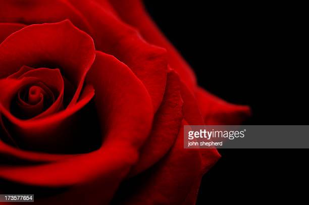 Detail Royalty Free Rose Nomer 49