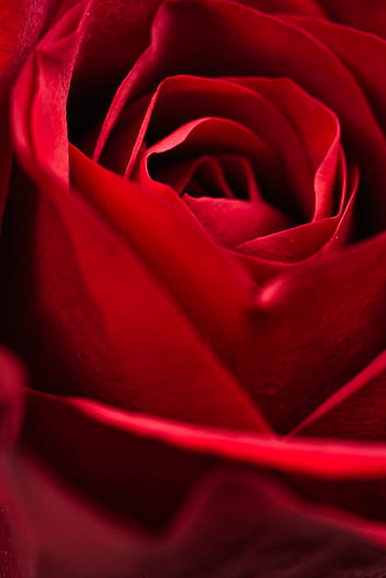 Detail Royalty Free Rose Image Nomer 17