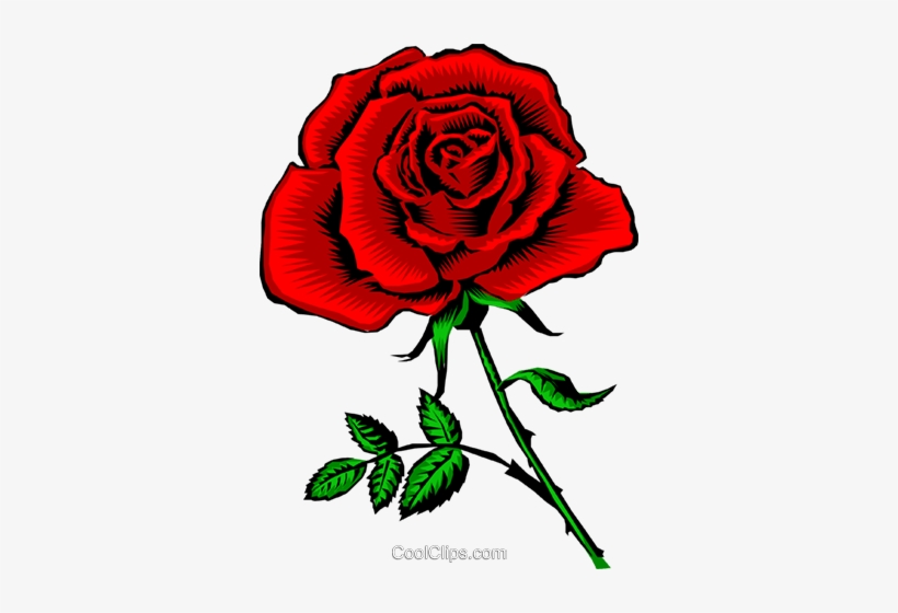 Detail Royalty Free Rose Image Nomer 18