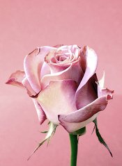 Detail Royalty Free Rose Image Nomer 25