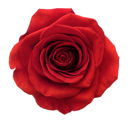 Detail Royalty Free Rose Image Nomer 5