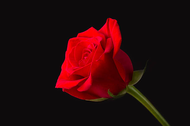 Detail Royalty Free Rose Image Nomer 47