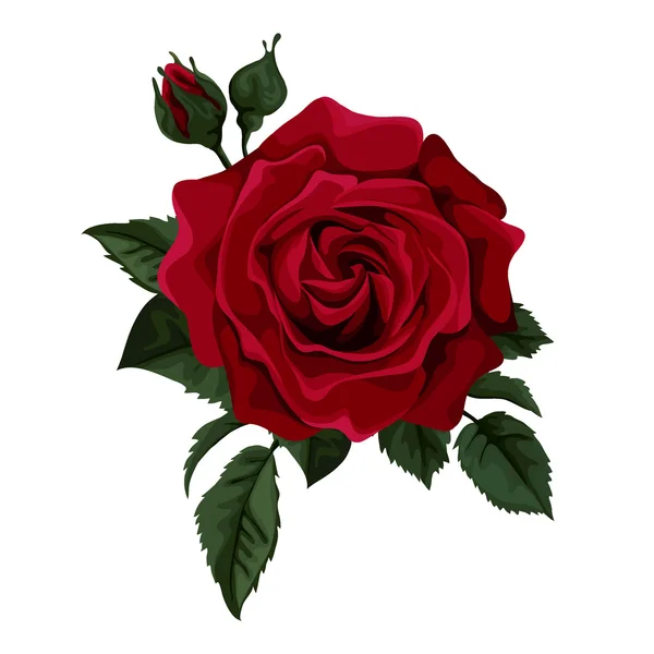 Detail Royalty Free Rose Image Nomer 6