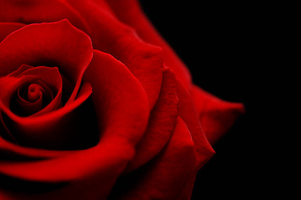 Detail Royalty Free Rose Image Nomer 53