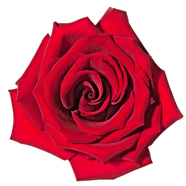 Detail Royalty Free Rose Image Nomer 55