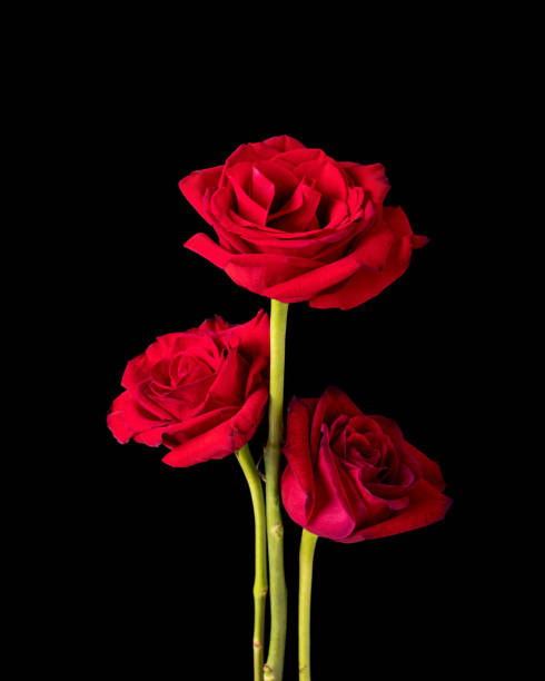Detail Royalty Free Rose Image Nomer 56
