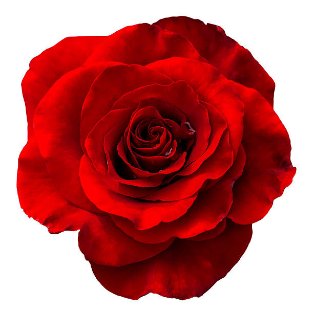 Detail Royalty Free Rose Image Nomer 7