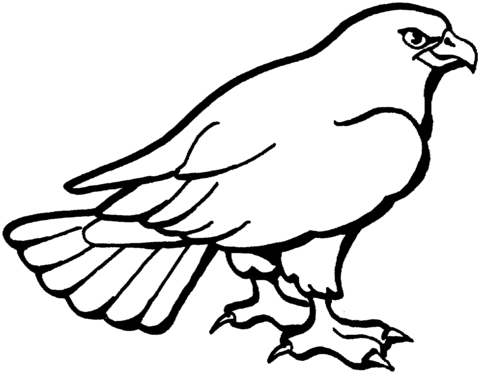 Detail Ausmalbild Falke Nomer 2